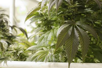 Advocaten van hoofdverdachten Arnhems wietimperium: ‘Getuigen OM proberen eigen straatje schoon te vegen’