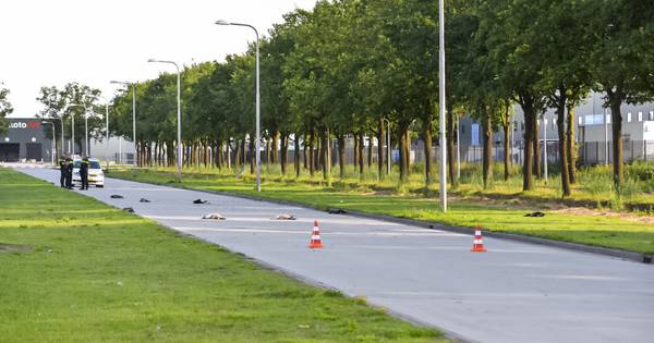 Groep ganzen doodgereden door politiewagen die op weg was naar noodsituatie in Tilburg.