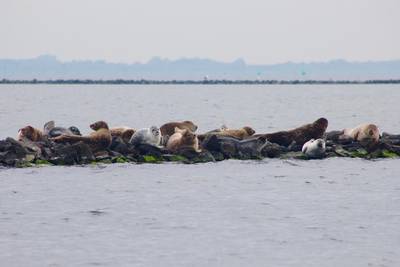 Eerste zeehondenpup in de Grevelingen is gespot