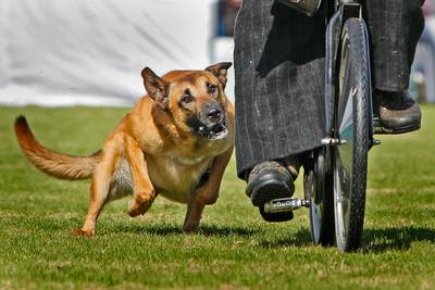 ‘Speelse’ hond bijt fietsers in Nijmegen, baasje kijkt er lachend naar