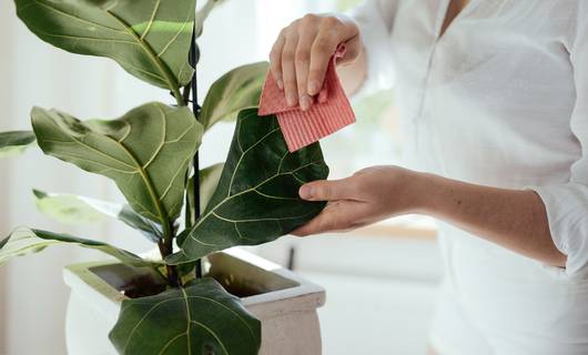 Je kamerplant schoonmaken? Voorkom déze fout 