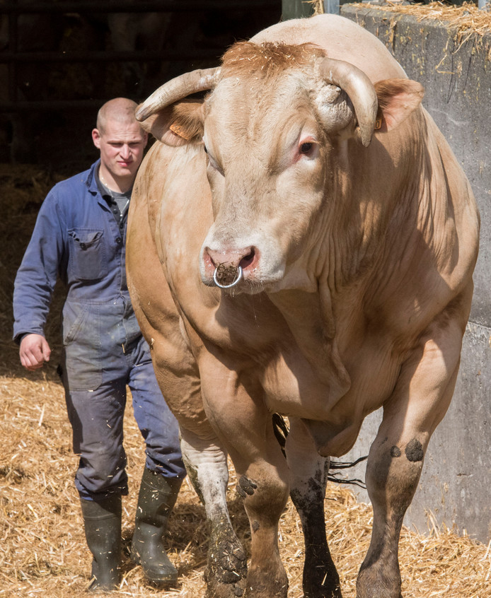 Het gevaar ligt altijd op de loer met een stier | Home | destentor.nl