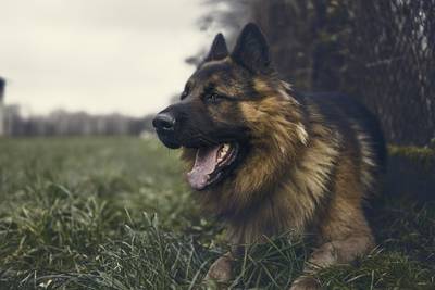 Jong meisje in arm gebeten door hond in Arnhem: baasjes lopen verder