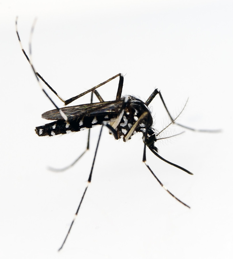 Drie gevaarlijke muggensoorten duiken op in Nederland ...