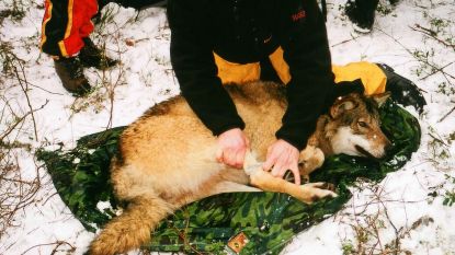 Recordaantal wolven gedood in Noorwegen