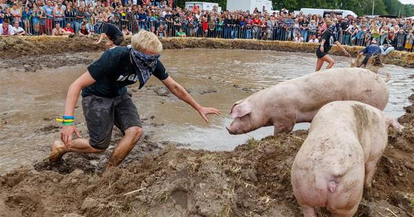 Partij voor de Dieren eist opheldering over zwientie tikken tijdens Dicky Woodstock - De Stentor