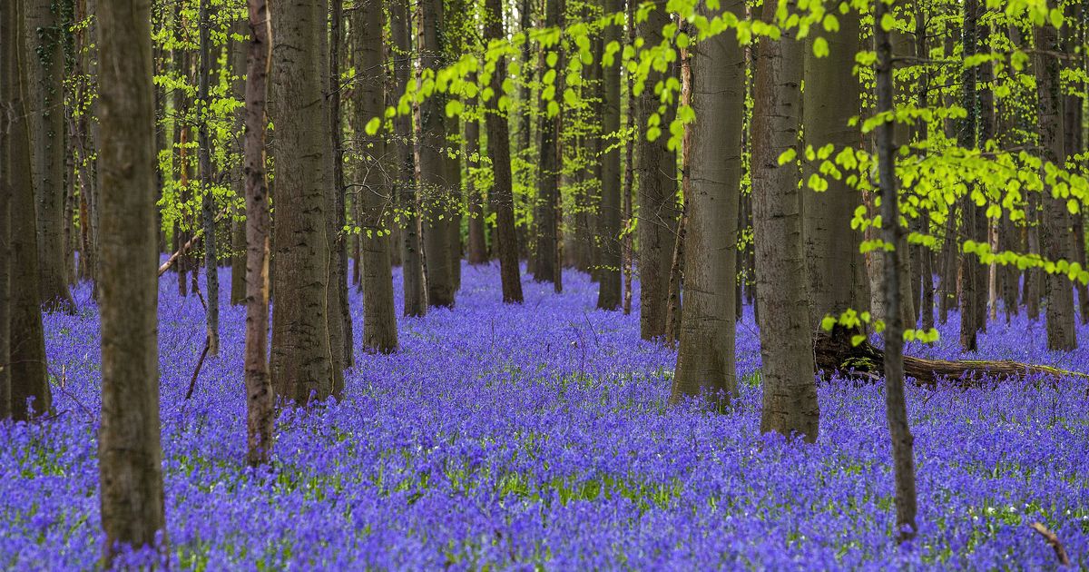 Het Hallerbos: alles wat u wilde weten maar nooit durfde ...