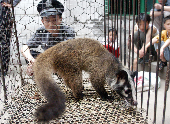De Chinese politie ontdekt een illegaal gehouden civet bij een boer in Wuhan. (archieffoto, 2003).
