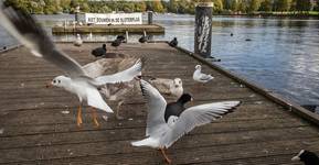 Aanwezigen informatieavond nieuwe Meervaart voelen zich belazerd