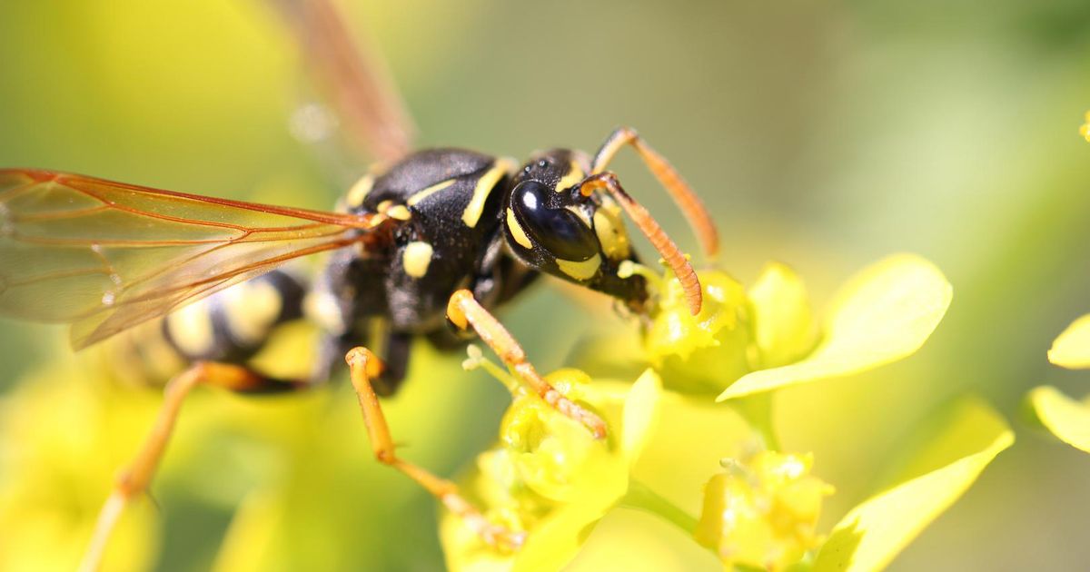 Waar zijn wespen nu eigenlijk goed voor? Dieren Wetenschap