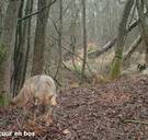 Wolvin Noëlla laat zich voor het eerst bij daglicht zien