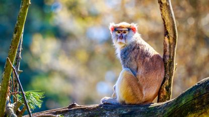 13 apen komen om door brand in Engels safaripark