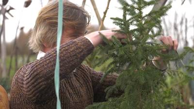 Klaar met je kerstboom? Breng hem naar een kerstbomenasiel