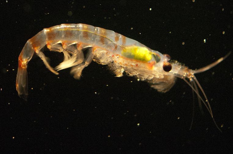 Krill blijkt in staat om microplastics af te breken in nog kleinere deeltjes.