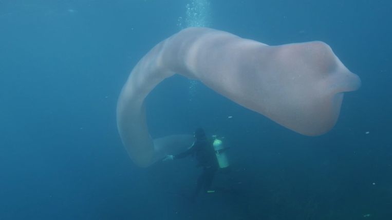 Voor de kust van het Nieuw-Zeelandse eiland White Island hebben duikers een zeeworm gefilmd van meer dan 8 meter lang.