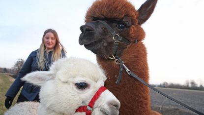 Wandelen met alpaca's ook in Nederland steeds populairder