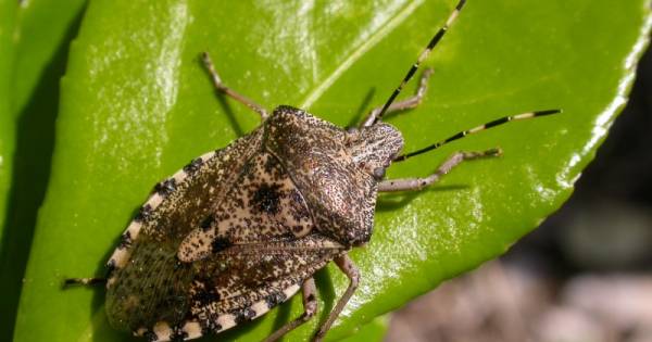 Heb jij 'm al gespot: grauwe veldwants rukt op in Brabant - BD.nl