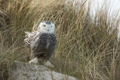 Een op acht vogelsoorten met uitsterven bedreigd