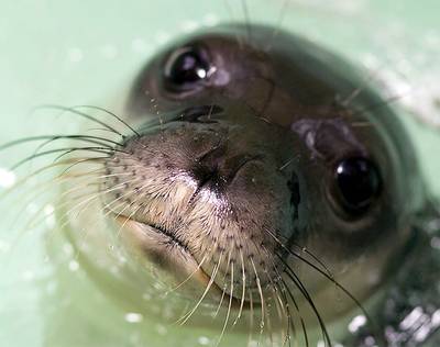 Cyprus slaat alarm in zoektocht naar uiterst zeldzame zeehondenbaby