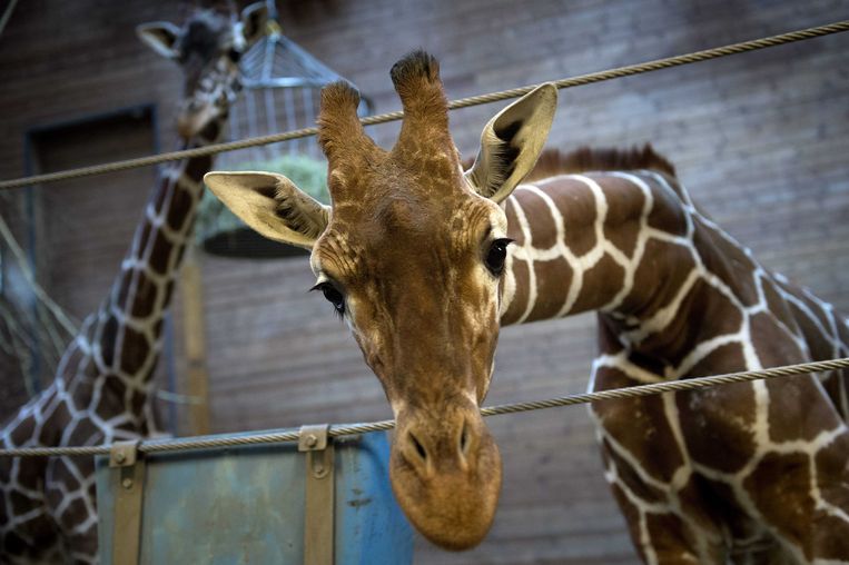 De 'overbodige' giraf Marius werd in 2014 gedood in de zoo van Kopenhagen.