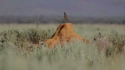 10. Wild van Dieren - 10