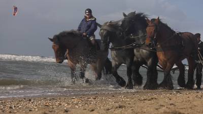 ‘Zeepaarden’ te water bij de Maasvlakte