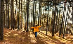 Wat je van bomen leren kan: coach legt uit waarom wandelen in het bos net nu zo belangrijk is 