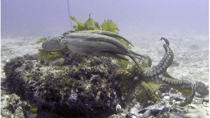 Neem een kijkje in Octlantis, een onderwaterstad die wetenschappers met verstomming slaat