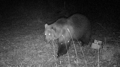 Wilde bruine beer duikt op in Duitsland