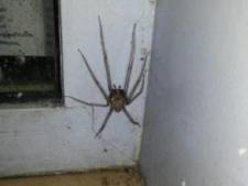 L Araignee Geante Apercue A Liege Belgique 7sur7 Be