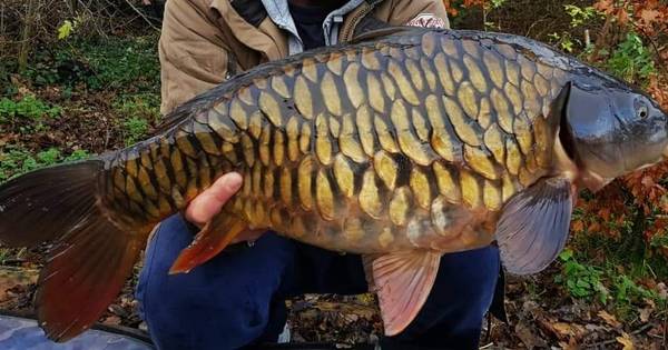 Spiegelkarpers spetteren straks in regenwater van Middelrodense daken - BD.nl