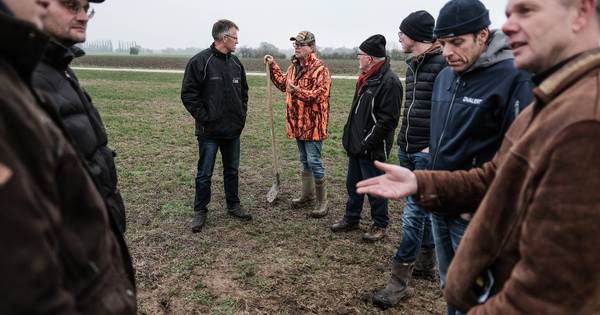 Wetenschappers staan voor mysterie: wat is nou de oorzaak van die muizenplaag?