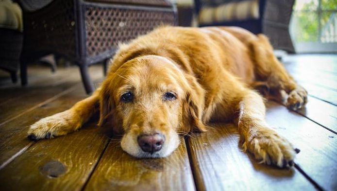 Zo Bereken Je Hoe Oud Je Hond Echt Is In Mensenjaren Dieren Hln Be