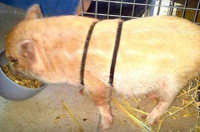 Hangbuikzwijntje
aan boom gebonden