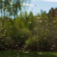 Een muggenvrije tuin? Steek de vuurkorf alvast maar aan