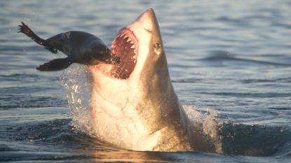 Hoe de witte haai als grootste roofvis ter wereld tóch de prooi wordt van de orka