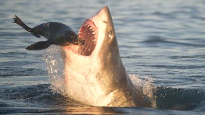 Hoe de witte haai als grootste roofvis ter wereld tóch de prooi wordt van de orka