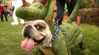 Deze honden showen de laatste trends in Halloween mode