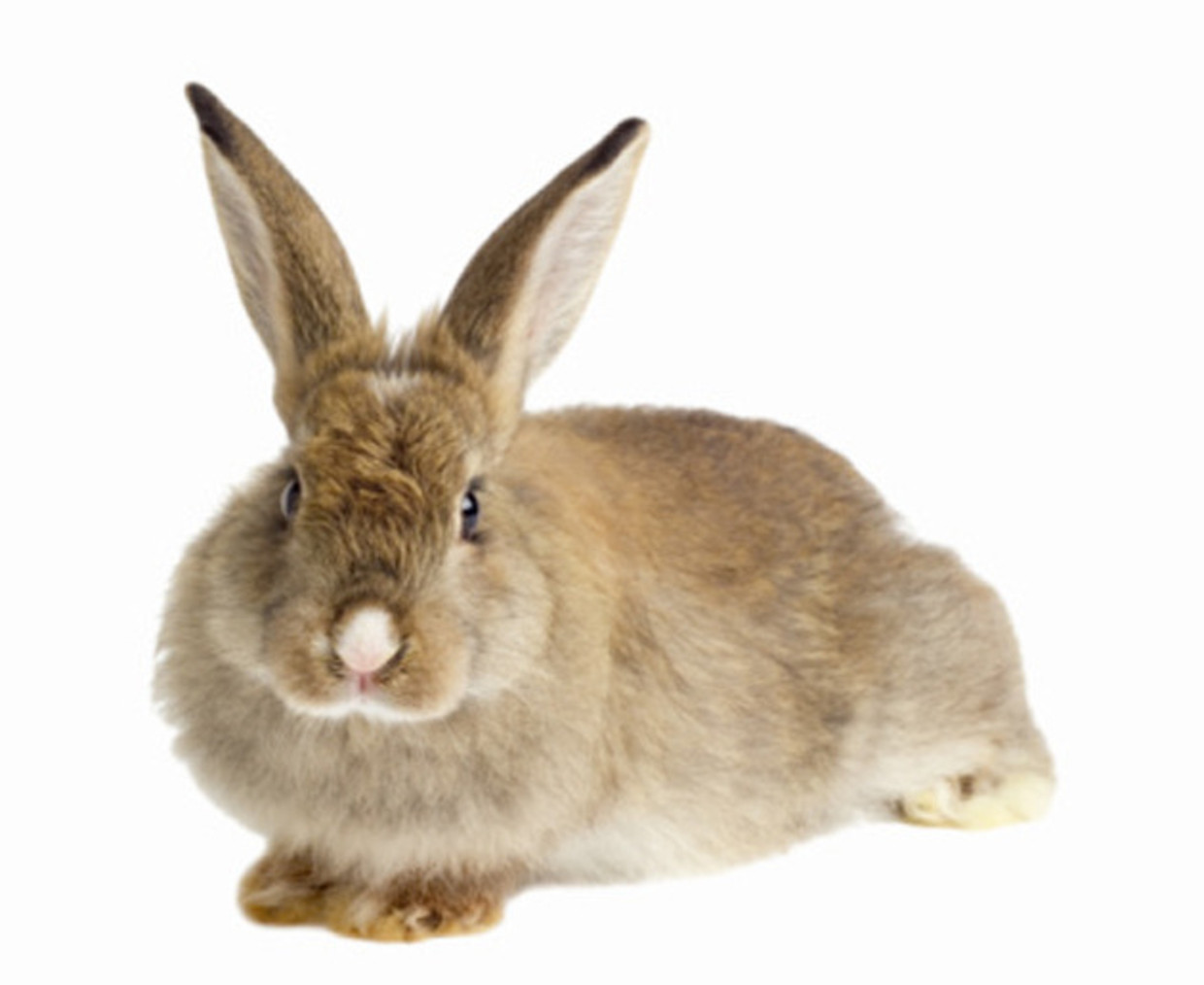 Flappie Van Youp Van T Hek Vandaag 50 Jaar Dood Trouw trouw