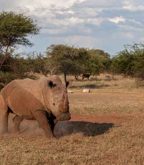 Omstreden veiling van neushoornhoorns wordt een flop
