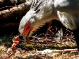 Unieke geboorte van secretarisvogel in Beekse Bergen