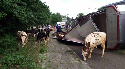 Tientallen loslopende koeien zorgen voor chaos op A59 in Brabant