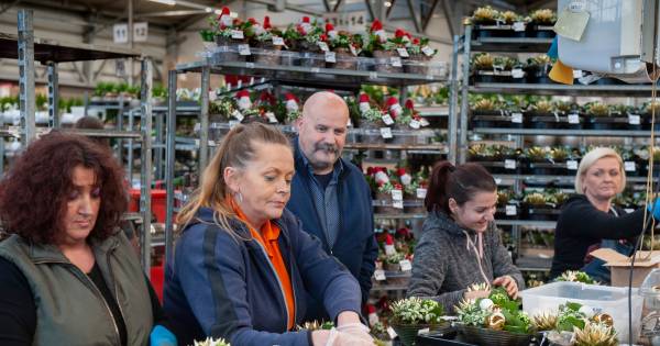 Topdrukte bij plantenbedrijf: tienduizenden kerststukjes rollen dagelijks van de band - BD.nl