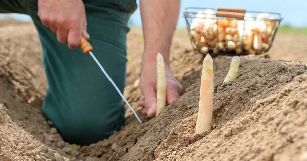 Brabantse aspergekwekerij stilgelegd: Polen en Roemenen werkten zes weken achter elkaar, veertien uu