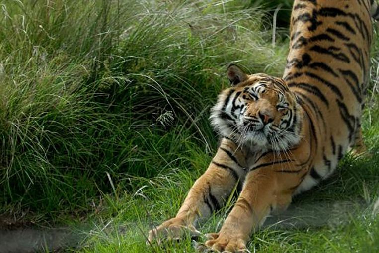 Zijn alle wilde dieren ook werkelijk de circustent uit ...