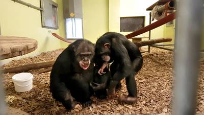 Chimpansee Marria mag even niet meer vloggen