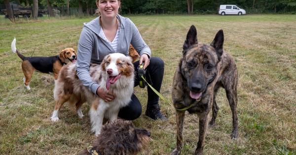 Vught verjaagt wéér een hondenuitlaatservice van veld in Cromvoirt: 'Ik moet ...