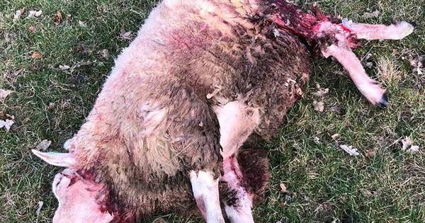 Was dit dode schaap in Beckum het werk van een wolf? - Tubantia