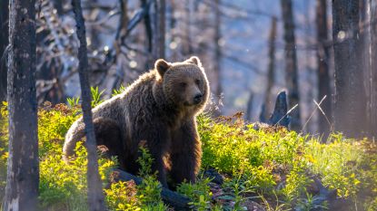 Amerikaanse wapenlobby wil dat jacht op grizzlyberen heropend wordt