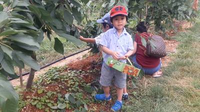 Toeristen zijn dol op zelf kersen plukken: ‘Zelfs bussen vol met Aziaten komen naar hier’